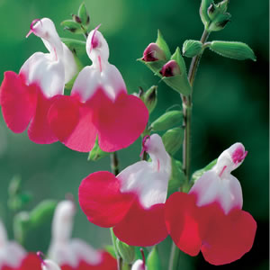 Salvia Microphylla Hot Lips14 - Garden Express Australia